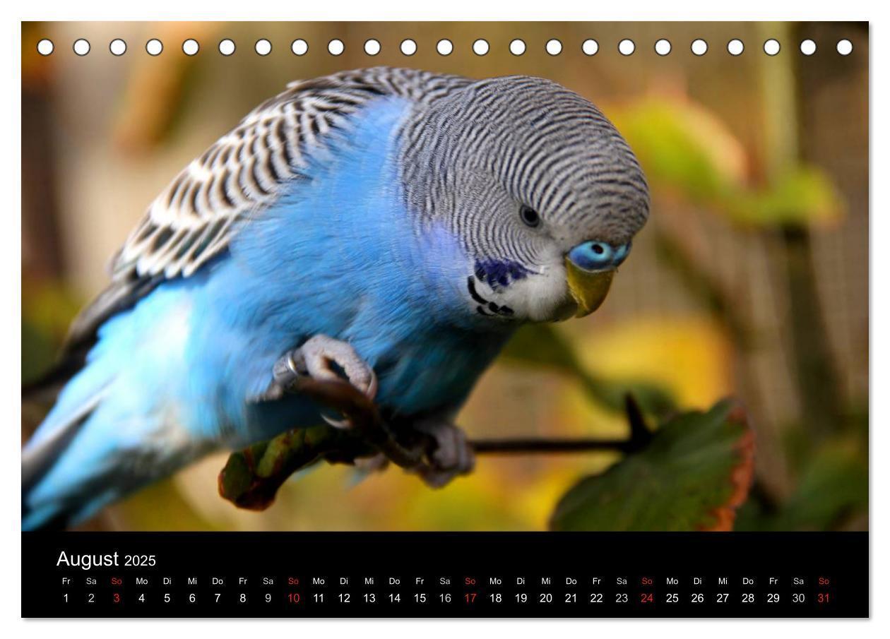 Bild: 9783435812158 | Wellensittiche - Naturkalender (Tischkalender 2025 DIN A5 quer),...