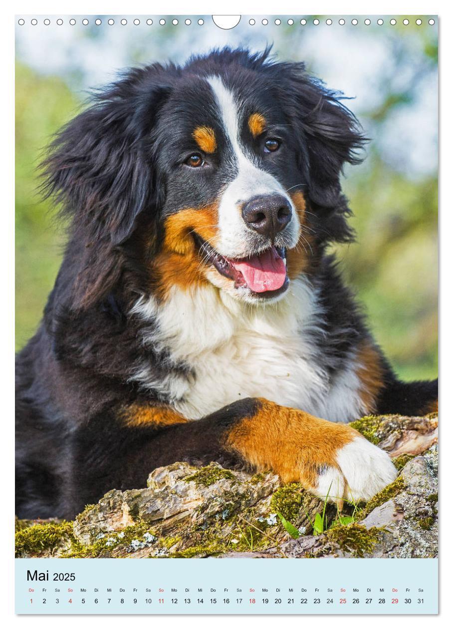 Bild: 9783435960651 | Berner Sennenhund - stark , schön und liebenswert (Wandkalender...