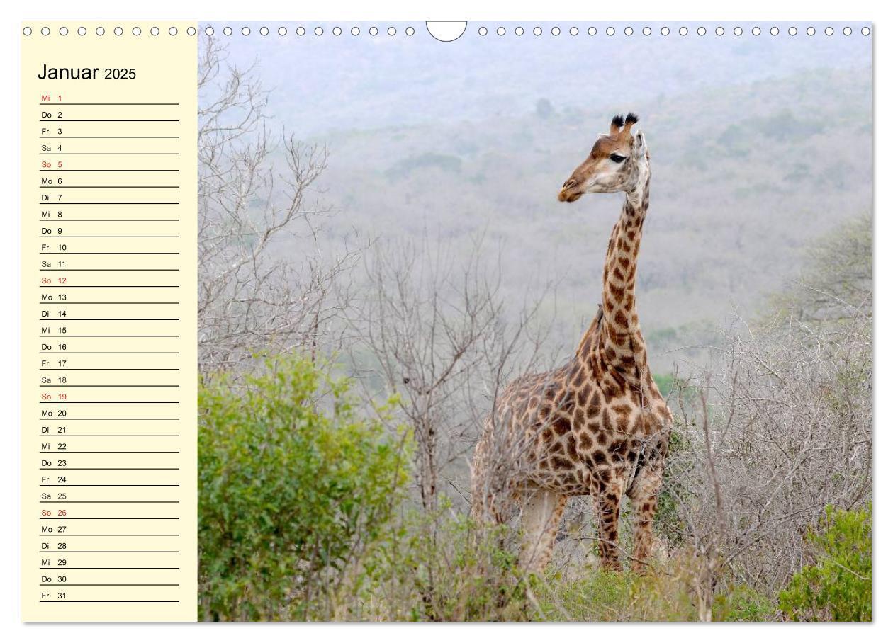 Bild: 9783435493722 | Afrika. Tiere in freier Wildbahn (Wandkalender 2025 DIN A3 quer),...