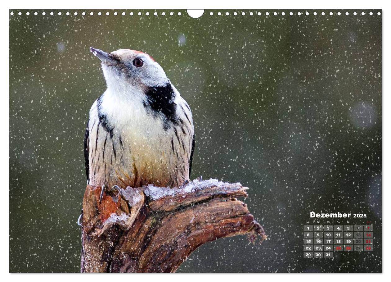 Bild: 9783435728817 | NATUR PUR - Singvögel ganz nah (Wandkalender 2025 DIN A3 quer),...