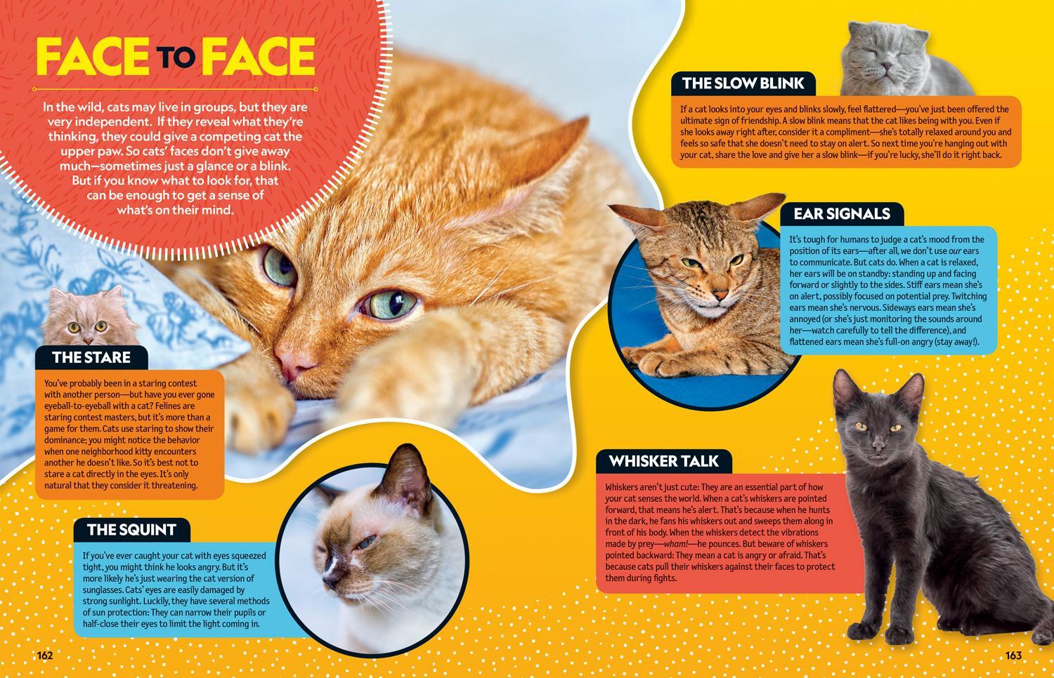 Bild: 9781426334399 | Cat Breed Guide | A Complete Reference to Your Purr-Fect Best Friend