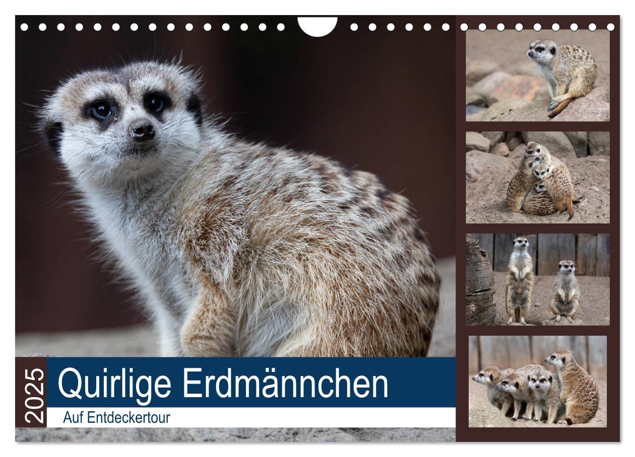 Cover: 9783435211548 | Quirlige Erdmännchen (Wandkalender 2025 DIN A4 quer), CALVENDO...