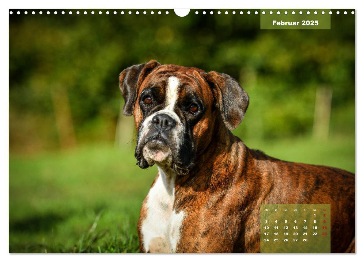 Bild: 9783435179558 | Einmal Boxer - immer Boxer (Wandkalender 2025 DIN A3 quer),...