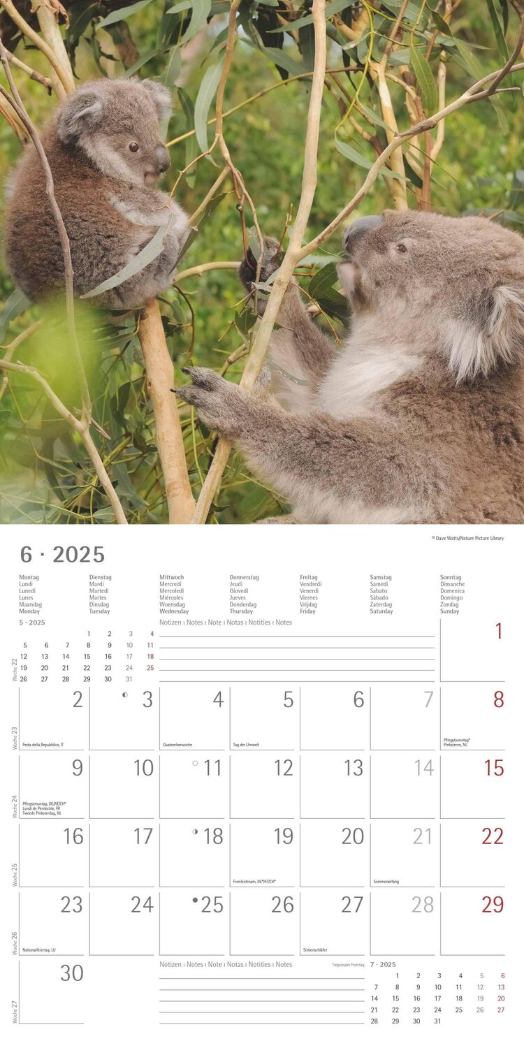 Bild: 4251732340759 | Koalas 2025 - Broschürenkalender 30x30 cm (30x60 geöffnet) -...