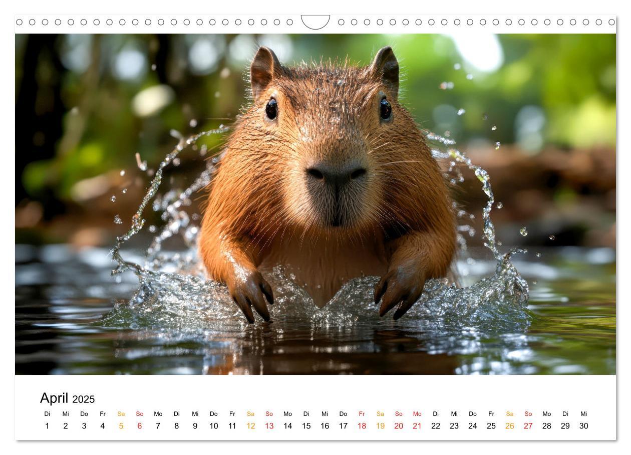 Bild: 9783457244593 | Capybara - liebenswertes großes Wasserschwein (Wandkalender 2025...