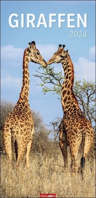 Cover: 9783840084423 | Giraffen Kalender 2024 XL Hochformat. Die beliebten Tiere in einem...