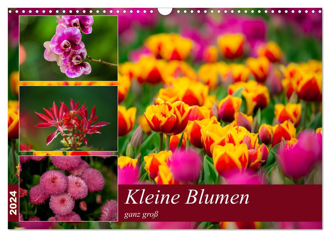 Cover: 9783675452503 | Kleine Blumen ganz groß (Wandkalender 2024 DIN A3 quer), CALVENDO...