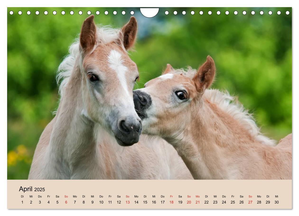 Bild: 9783435786534 | Haflinger Fohlen (Wandkalender 2025 DIN A4 quer), CALVENDO...