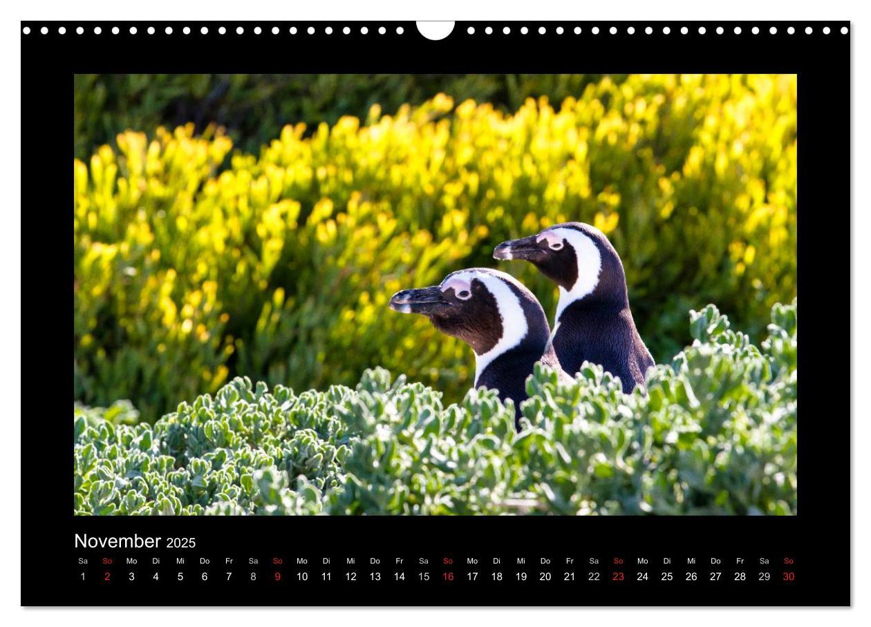 Bild: 9783435714100 | Südafrika - Garden Route (Wandkalender 2025 DIN A3 quer), CALVENDO...