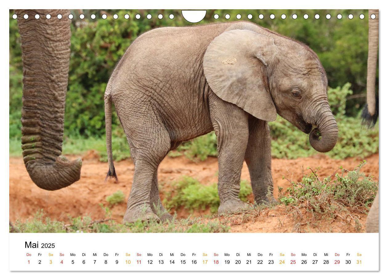 Bild: 9783435229093 | ADDO ELEPHANT NATIONAL PARK Elefanten Babies (Wandkalender 2025 DIN...