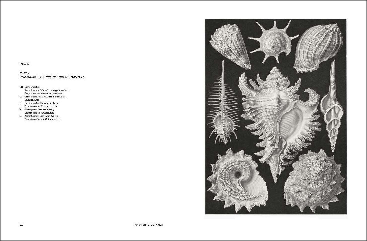 Bild: 9783791346601 | Ernst Haeckel | Kunstformen der Natur - Kunstformen aus dem Meer