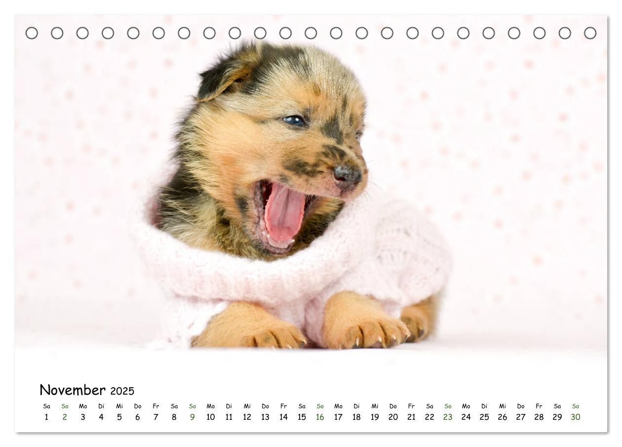 Bild: 9783435322923 | Baby Pfoten (Tischkalender 2025 DIN A5 quer), CALVENDO Monatskalender