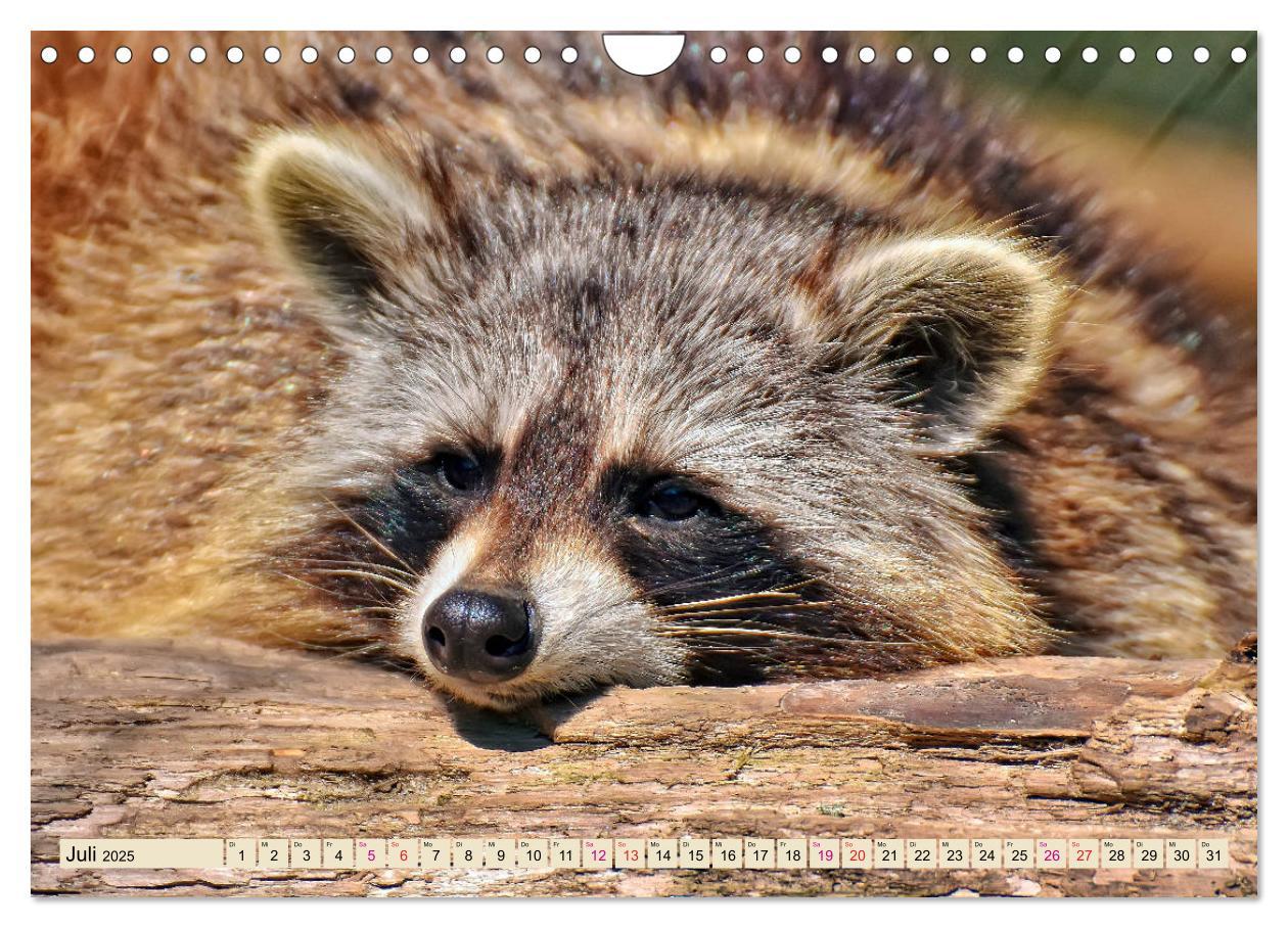 Bild: 9783435335220 | Waschbär - Niedlicher Allesfresser (Wandkalender 2025 DIN A4 quer),...