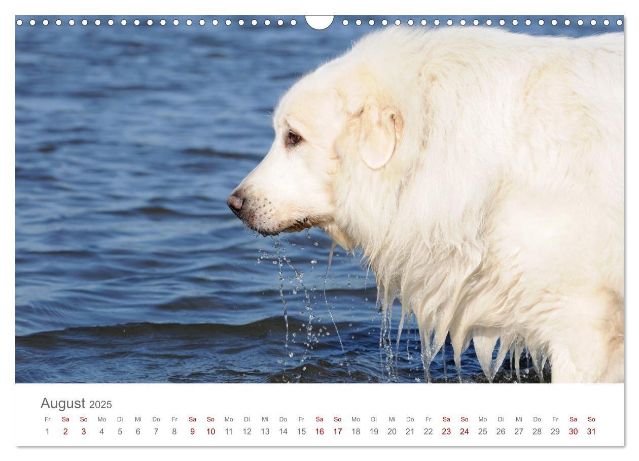 Bild: 9783435054695 | Pyrenäenberghunde (Wandkalender 2025 DIN A3 quer), CALVENDO...