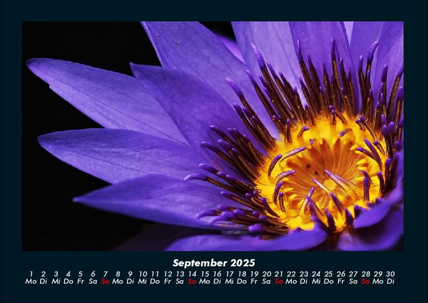 Bild: 9783755981671 | Rosen-Kalender 2025 Fotokalender DIN A4 | Tobias Becker | Kalender