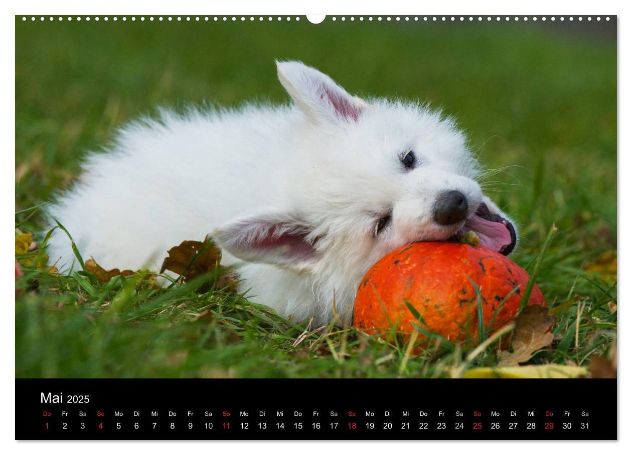 Bild: 9783435758722 | Weißer Schweizer Schäferhund - Ein Tag im Leben einer Hundefamilie...