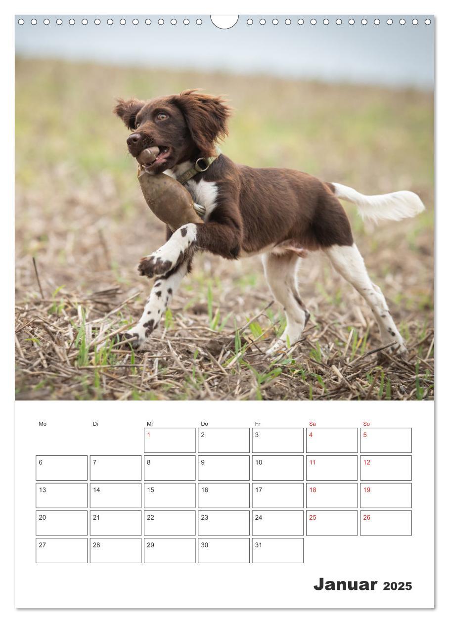 Bild: 9783457163399 | Geboren um zu Jagen. Der kleine Münsterländer (Wandkalender 2025...