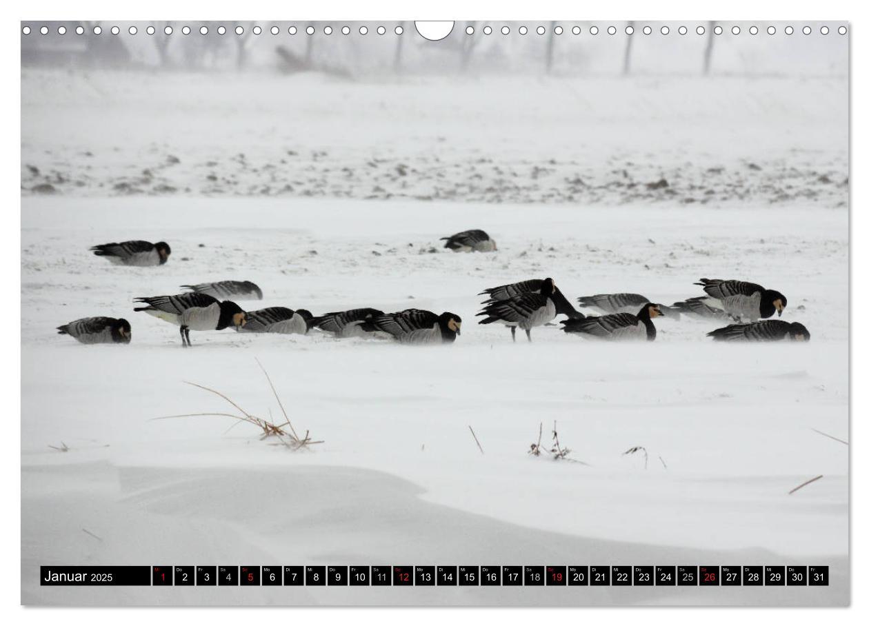 Bild: 9783435376568 | Gefiederte Schönheiten - Wildgänse in Norddeutschland (Wandkalender...