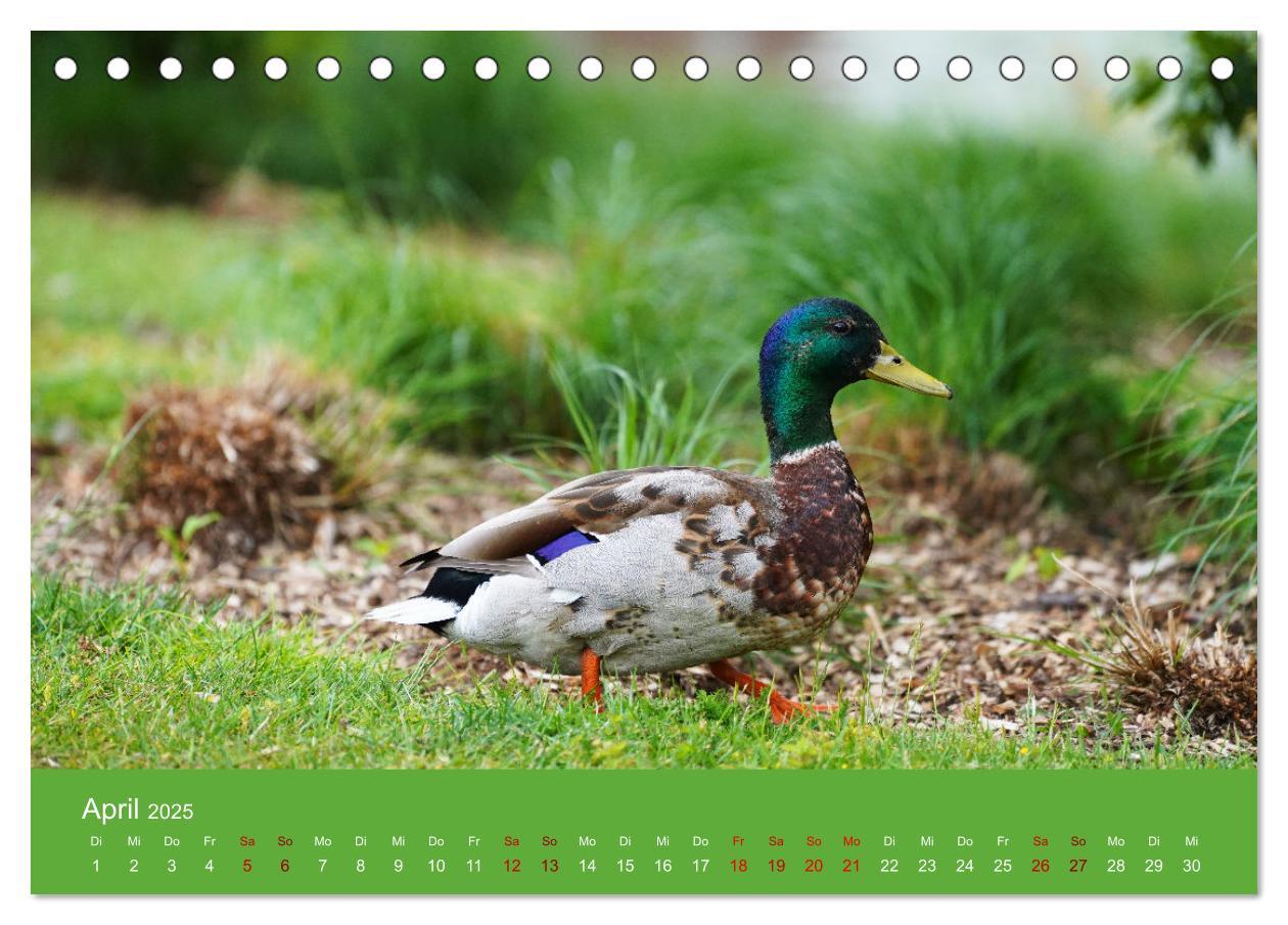 Bild: 9783435019939 | Faszination Enten (Tischkalender 2025 DIN A5 quer), CALVENDO...