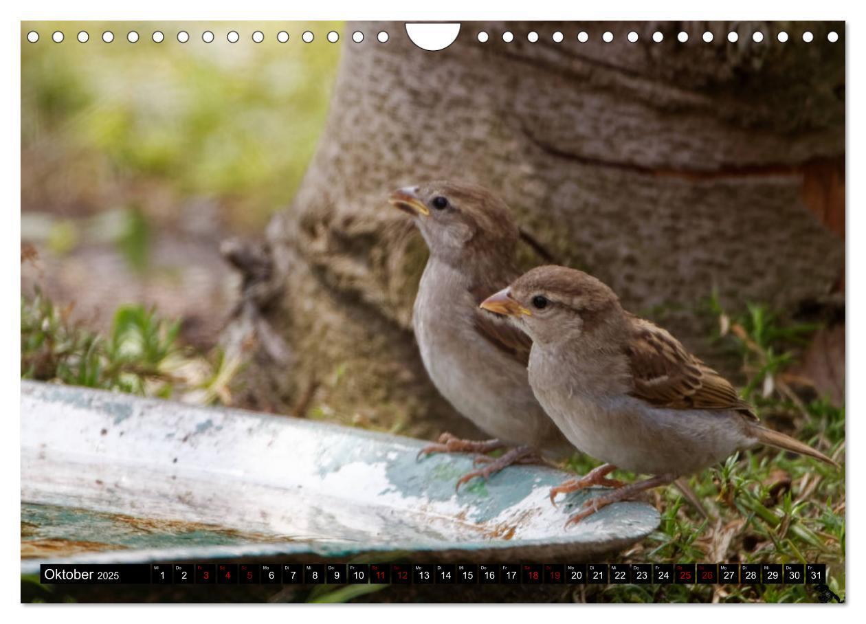 Bild: 9783435029310 | Vogelkinder - Junge Wildvögel (Wandkalender 2025 DIN A4 quer),...