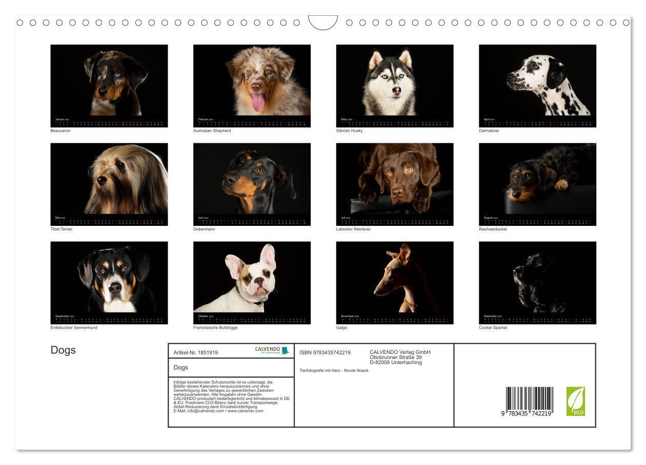 Bild: 9783435742219 | Dogs (Wandkalender 2025 DIN A3 quer), CALVENDO Monatskalender | Noack