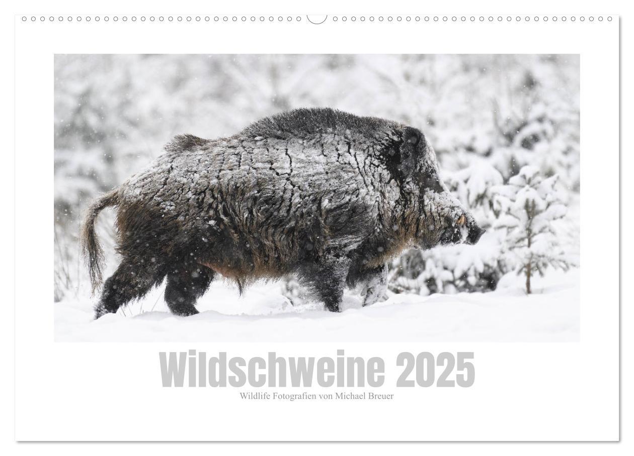 Cover: 9783383947681 | Wildschweine ¿ Wildlife Fotografien (Wandkalender 2025 DIN A2...