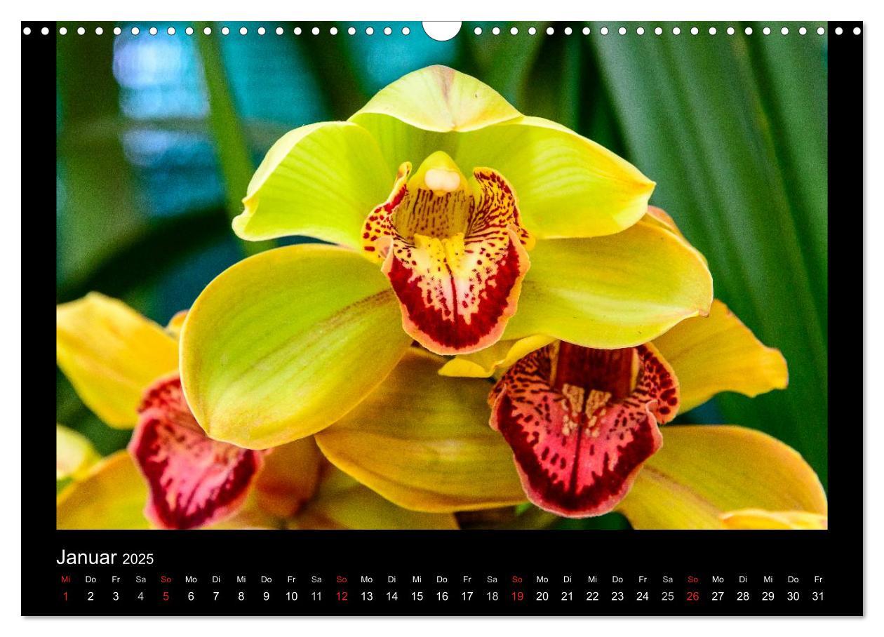 Bild: 9783435598915 | Wunderbare Orchideen (Wandkalender 2025 DIN A3 quer), CALVENDO...