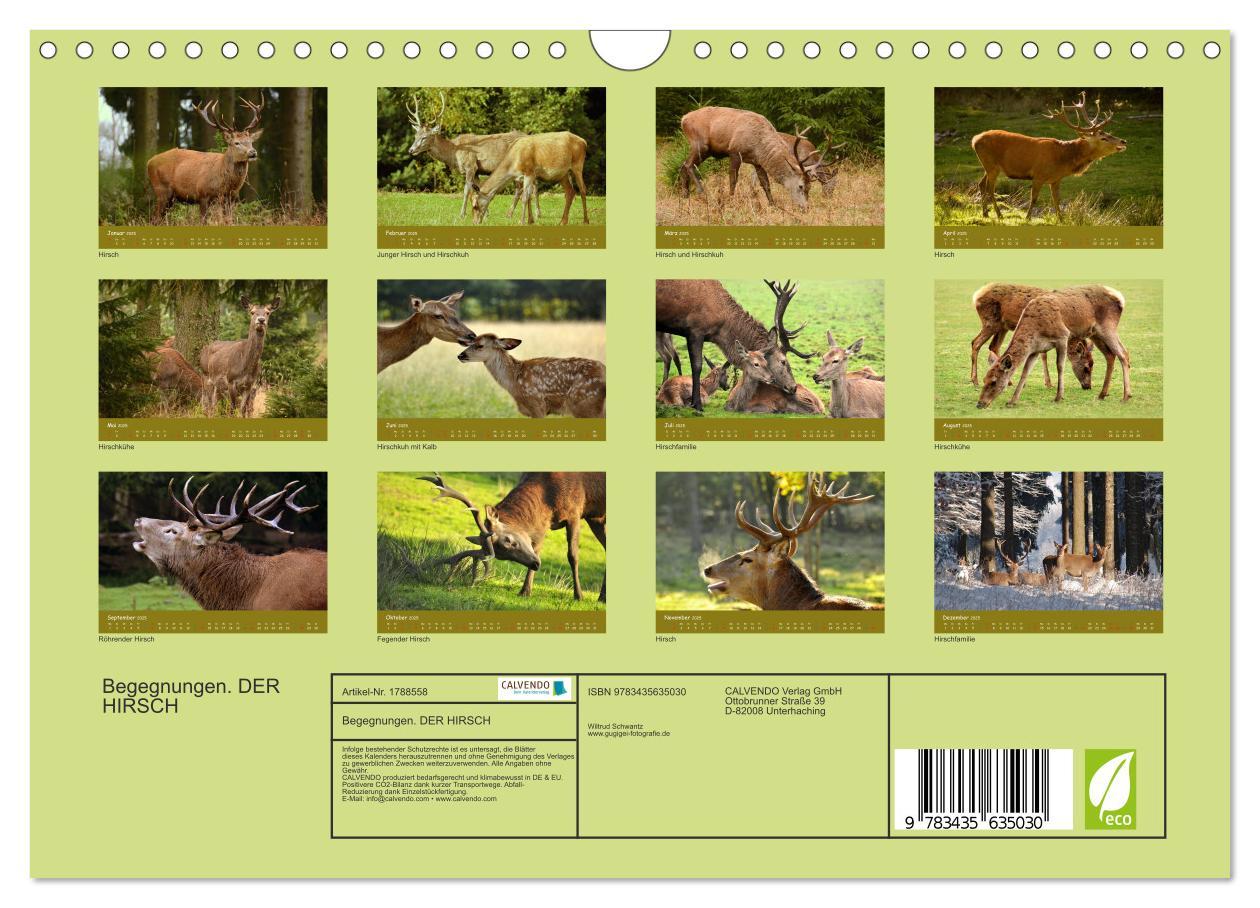 Bild: 9783435635030 | Begegnungen. DER HIRSCH (Wandkalender 2025 DIN A4 quer), CALVENDO...