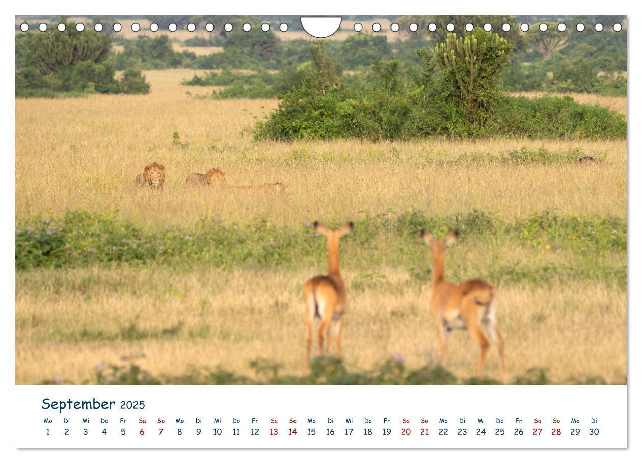 Bild: 9783435002610 | Fernweh Uganda - Naturschönheit Ostafrikas (Wandkalender 2025 DIN...