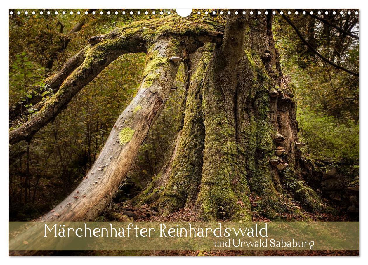 Cover: 9783383414008 | Märchenhafter Reinhardswald und Urwald Sababurg (Wandkalender 2024...