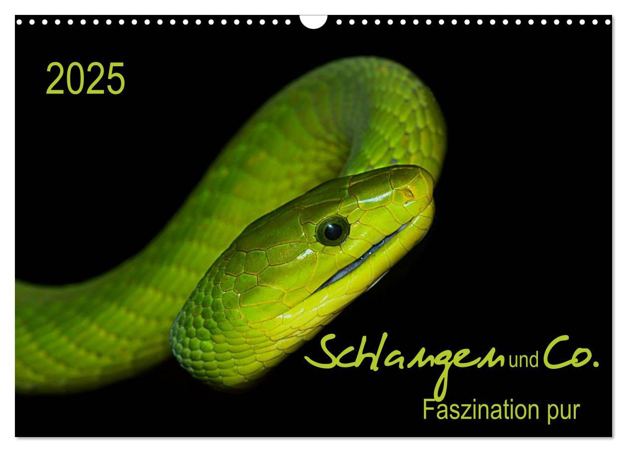 Cover: 9783435578252 | Schlangen und Co. - Faszination pur (Wandkalender 2025 DIN A3...