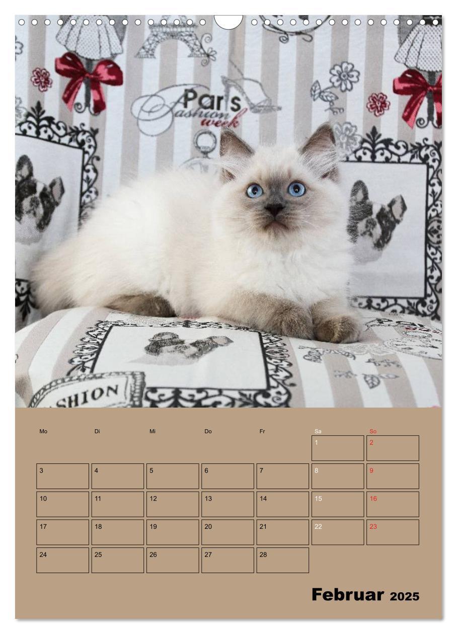 Bild: 9783457012895 | Ragdolls zum Verlieben (Wandkalender 2025 DIN A3 hoch), CALVENDO...