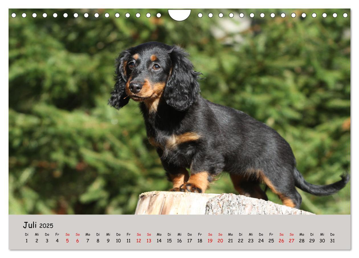 Bild: 9783383865374 | Zwergdackel von Kadi (Wandkalender 2025 DIN A4 quer), CALVENDO...