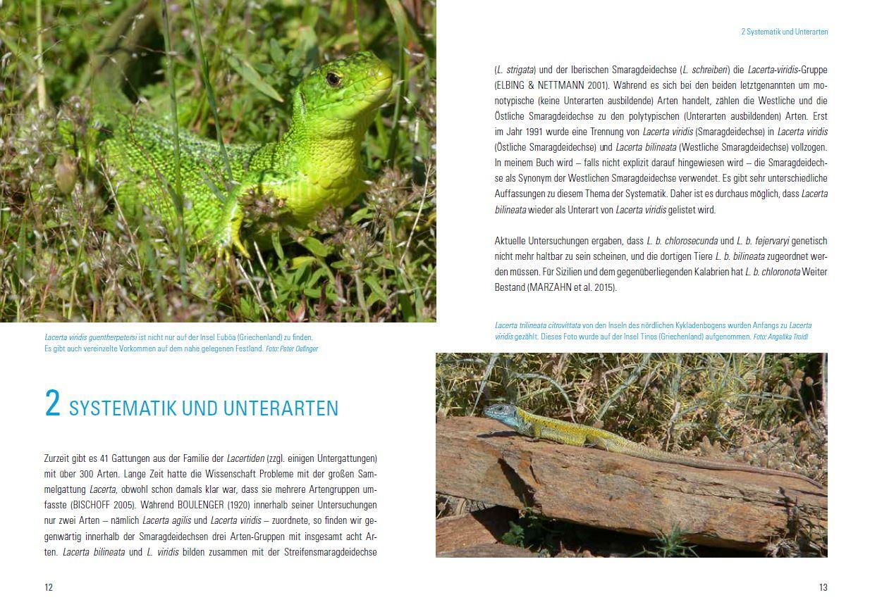 Bild: 9783944484174 | Smaragdeidechsen Lacerta bilineata und Lacerta viridis | Dieckmann