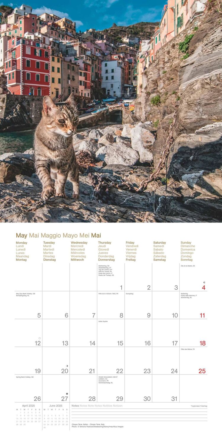 Bild: 4002725987945 | Cats Around the World 2025 - Wand-Kalender - Broschüren-Kalender -...