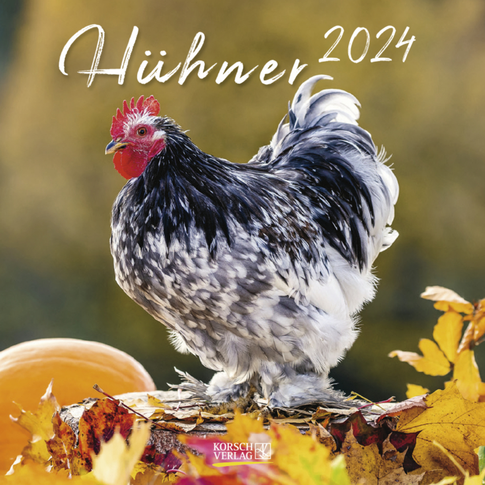 Cover: 9783731873143 | Hühner 2024 | Korsch Verlag | Kalender | Englisch Broschur | 13 S.