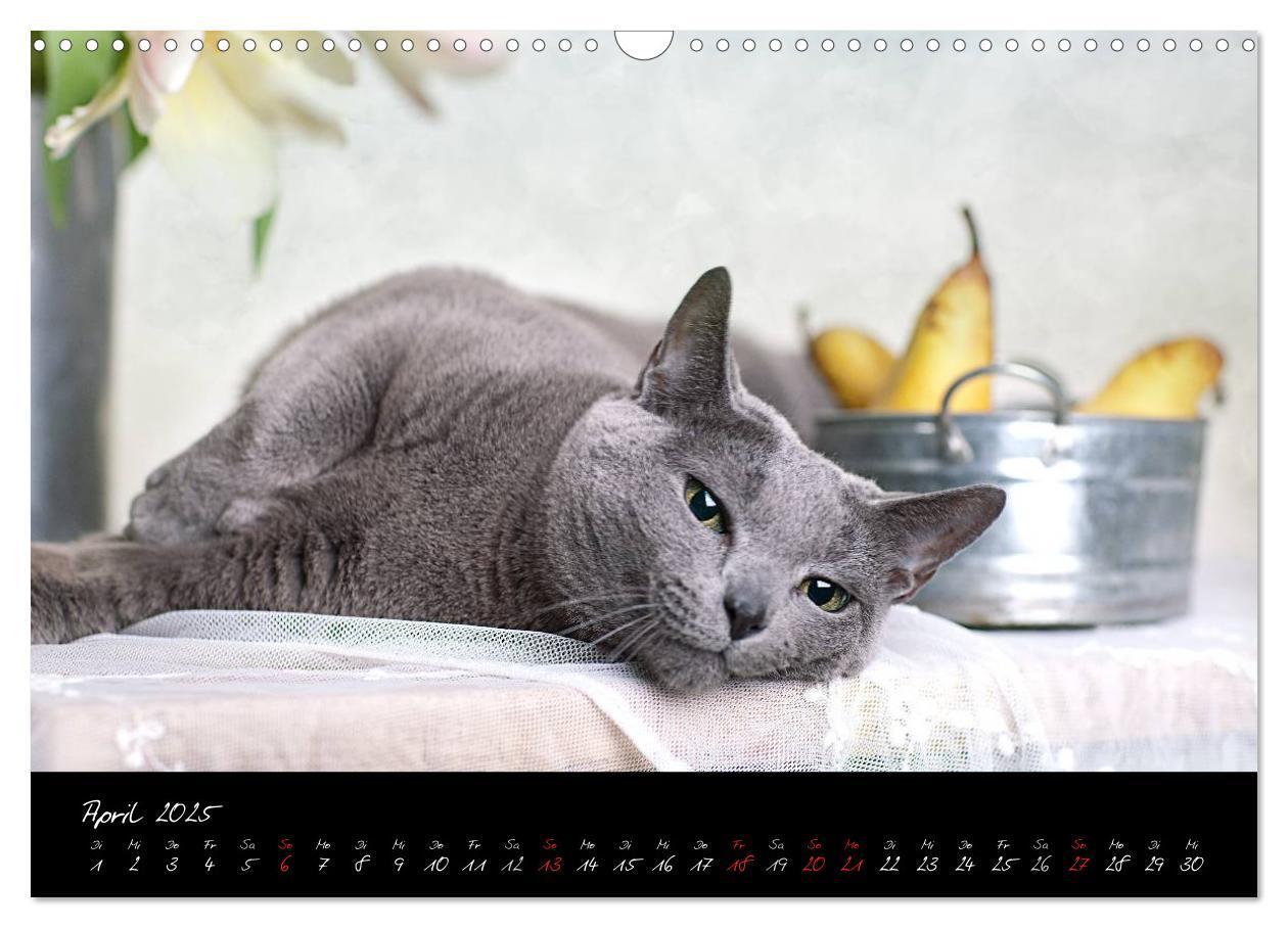 Bild: 9783435837335 | Katzen 2025 (Wandkalender 2025 DIN A3 quer), CALVENDO Monatskalender