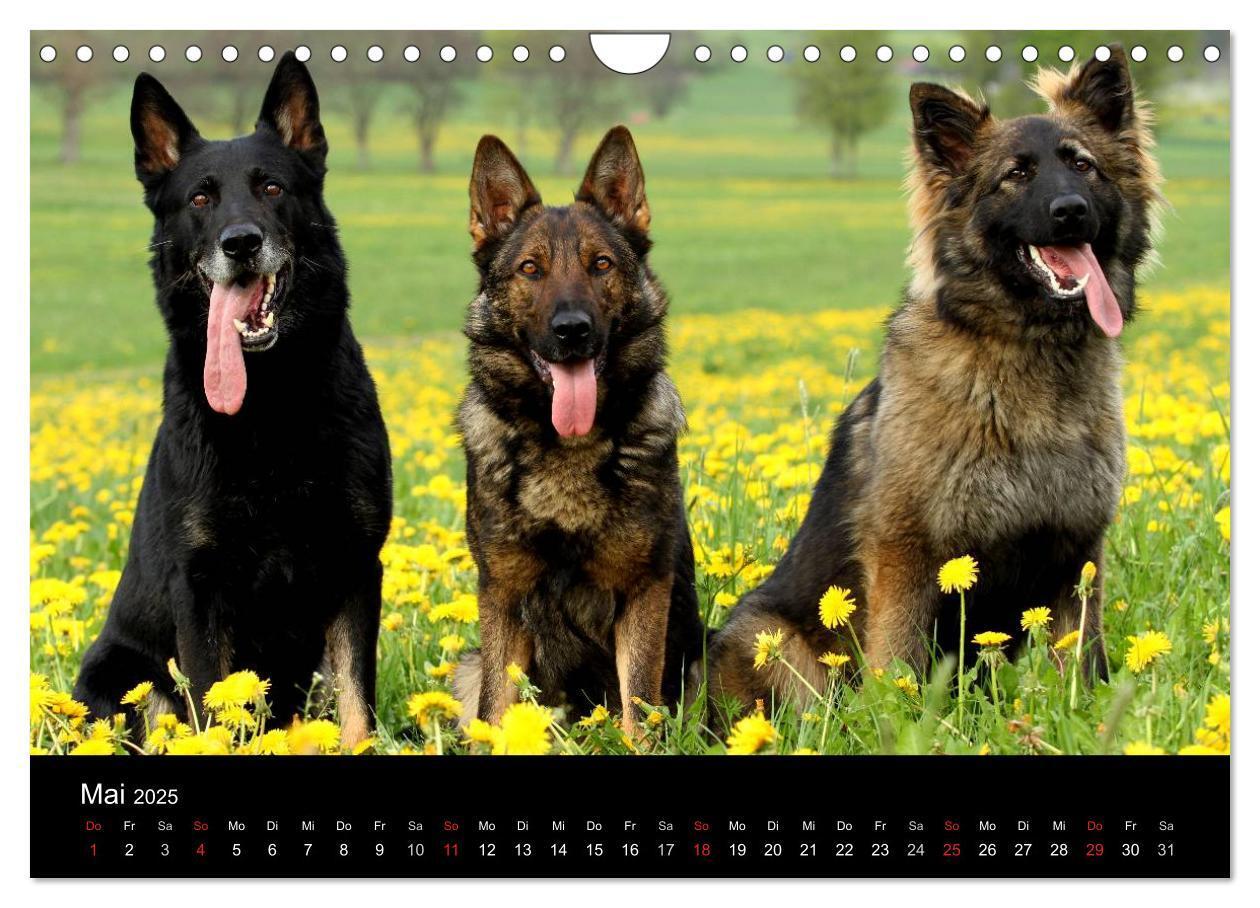 Bild: 9783435784011 | Mit dem Deutschen Schäferhund durch's Jahr (Wandkalender 2025 DIN...