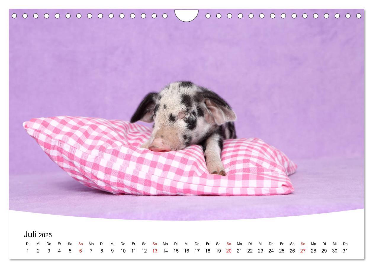 Bild: 9783435333943 | Niedliche Ferkel lovely piglets 2025 (Wandkalender 2025 DIN A4...