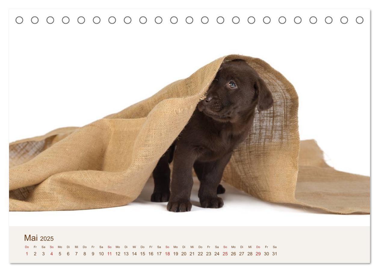 Bild: 9783435616152 | Labrador - Welpen (Tischkalender 2025 DIN A5 quer), CALVENDO...