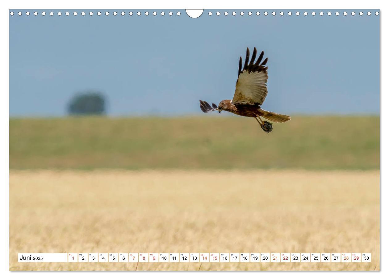 Bild: 9783435111176 | Heimische GREIFVÖGEL Adler Milan Bussard Weihe Sperber...