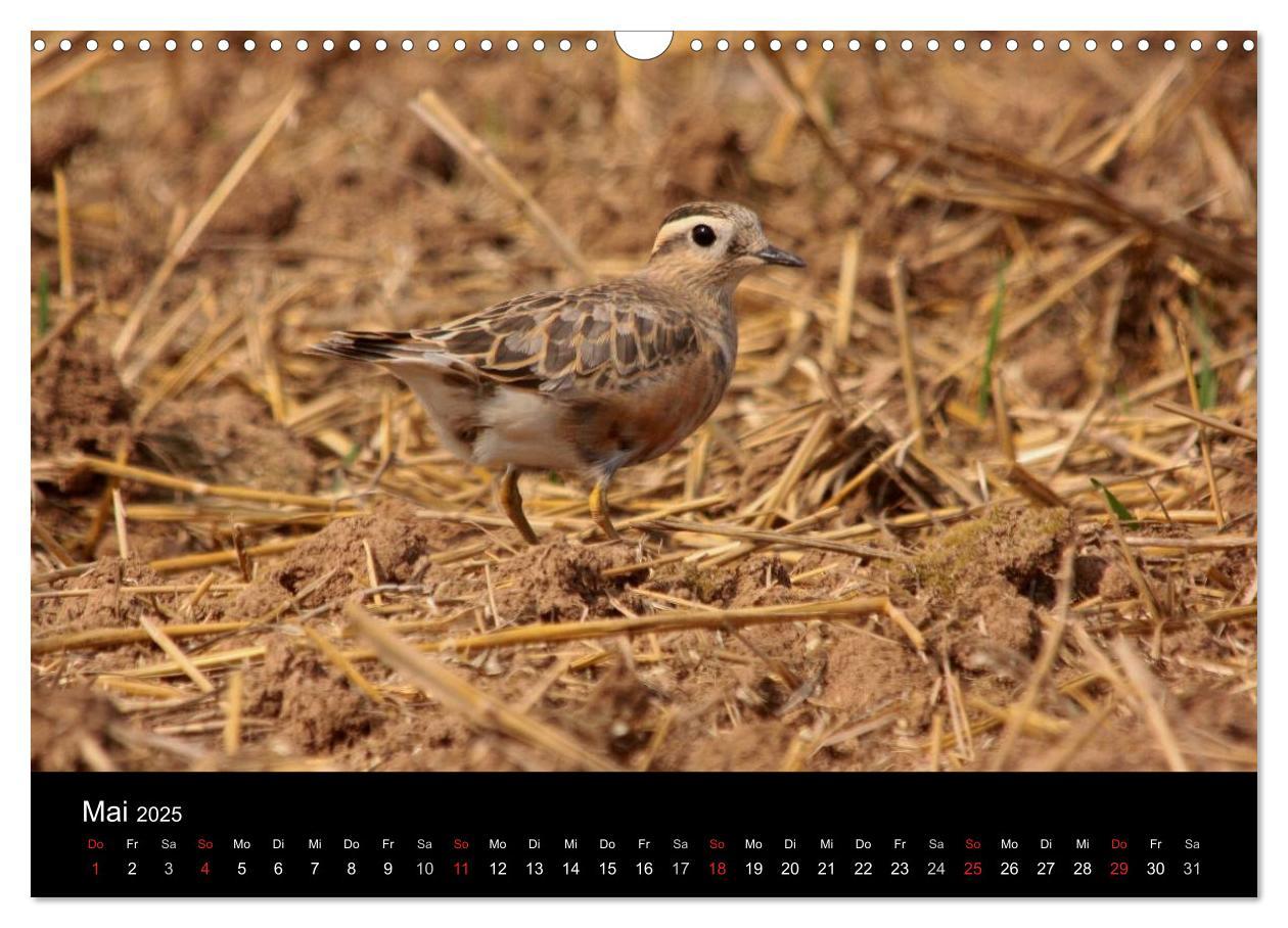 Bild: 9783435512737 | Limikolen Watvögel auf dem Zug (Wandkalender 2025 DIN A3 quer),...