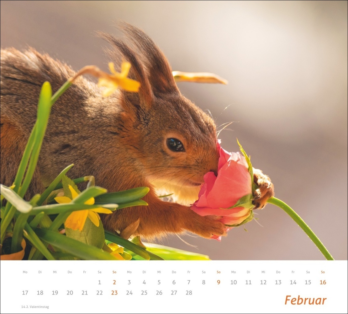 Bild: 9783756406869 | Eichhörnchen Bildkalender 2025 | Geert Weggen | Kalender | 14 S.