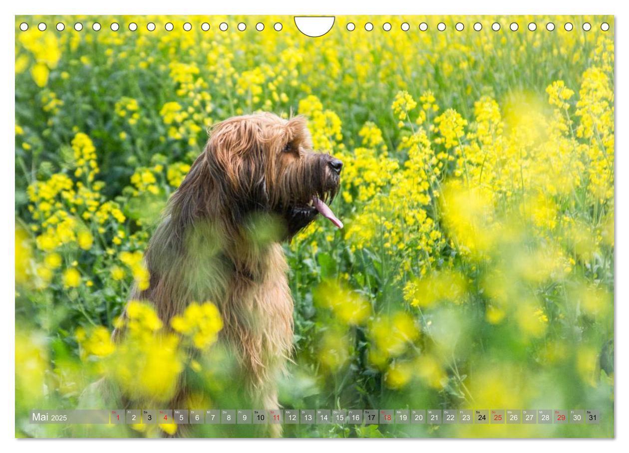 Bild: 9783435627189 | Briards - sanfte Riesen mit Temperament (Wandkalender 2025 DIN A4...