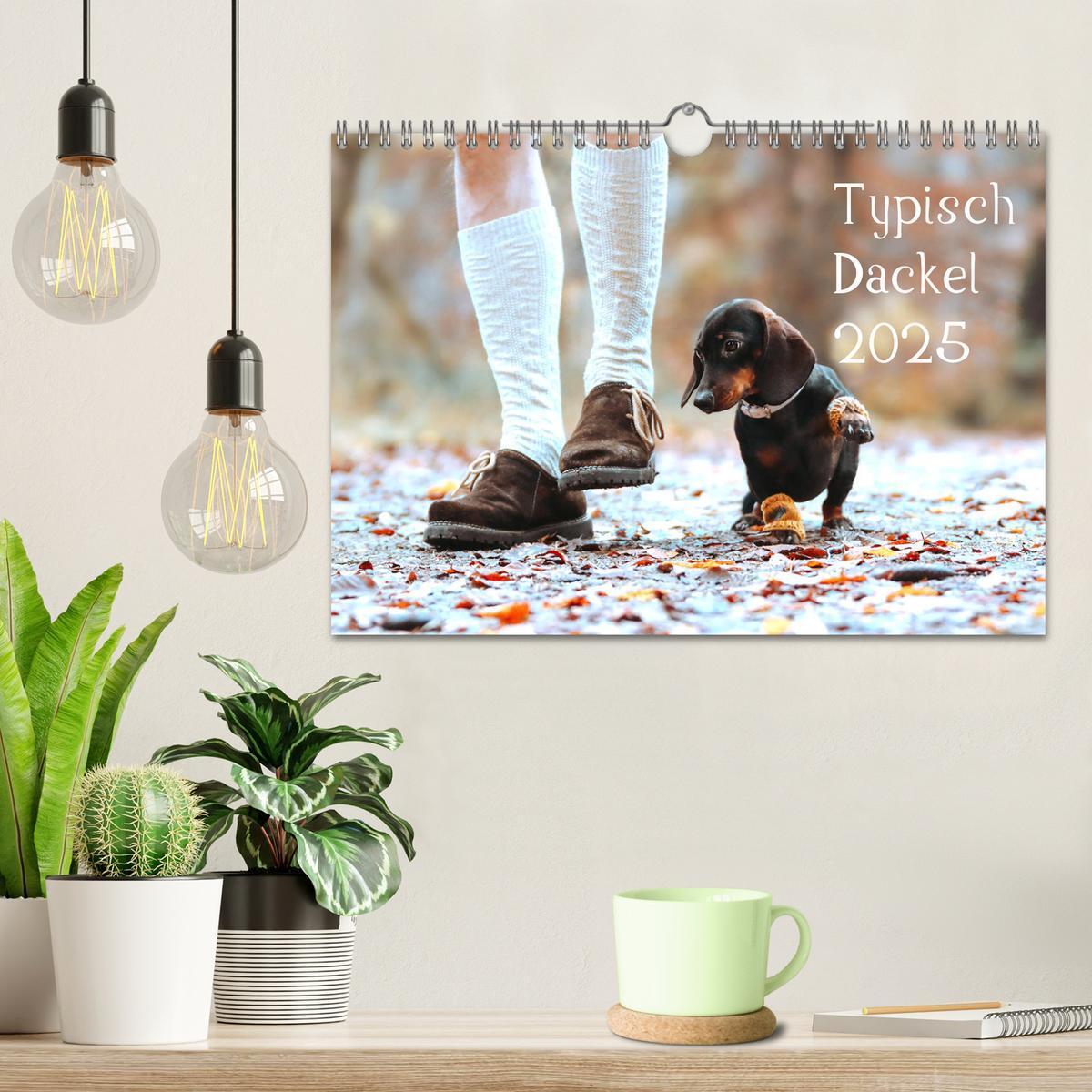 Bild: 9783435209880 | Typisch Dackel 2025 (Wandkalender 2025 DIN A4 quer), CALVENDO...