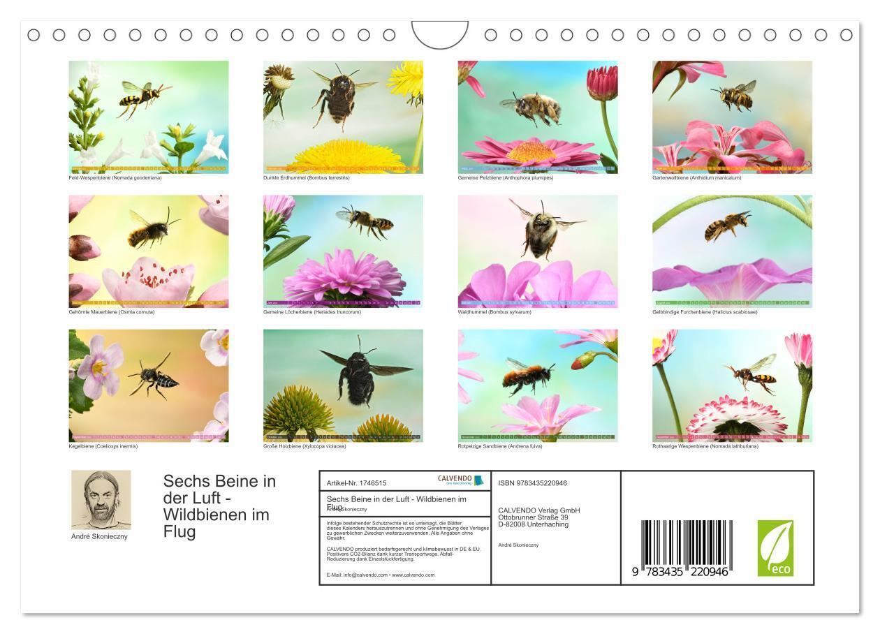 Bild: 9783435220946 | Sechs Beine in der Luft - Wildbienen im Flug (Wandkalender 2025 DIN...