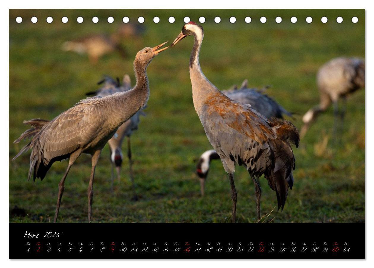 Bild: 9783435808489 | Kraniche - Vögel des Glücks (Tischkalender 2025 DIN A5 quer),...