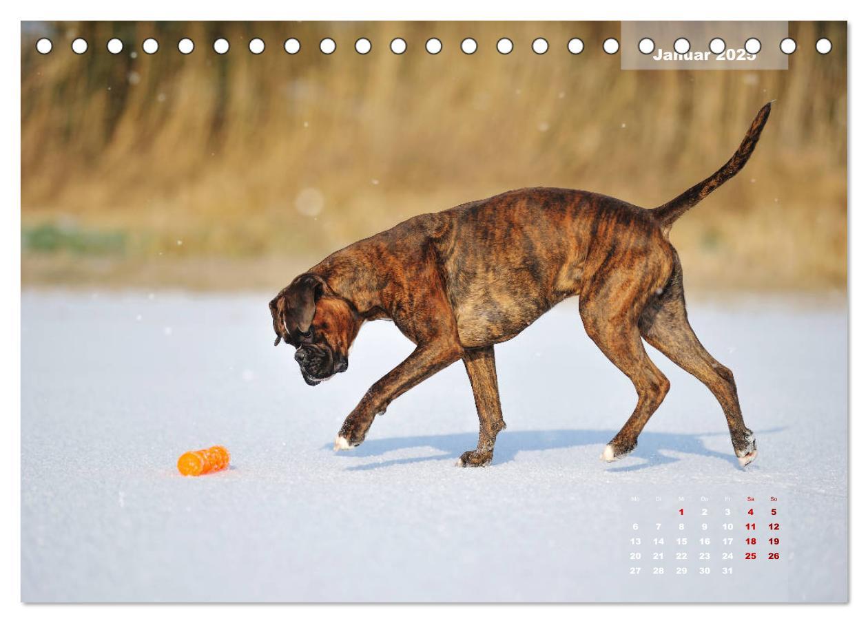 Bild: 9783435337774 | Typisch Boxer (Tischkalender 2025 DIN A5 quer), CALVENDO...