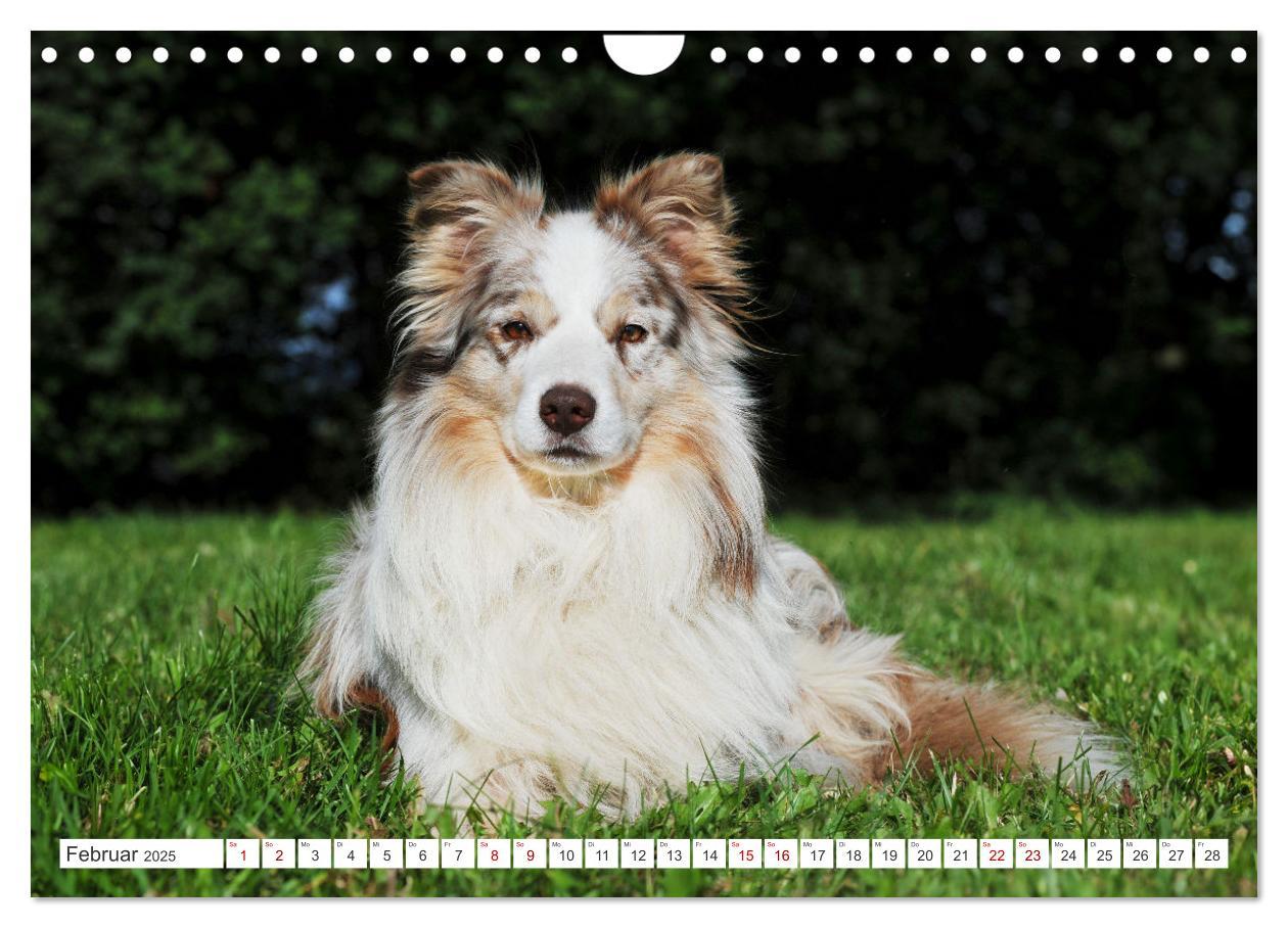 Bild: 9783457157749 | Border Collie - Das Universalgenie unter den Hunden (Wandkalender...