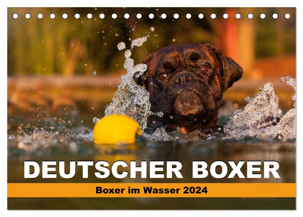 Cover: 9783675765962 | Deutscher Boxer - Boxer im Wasser 2024 (Tischkalender 2024 DIN A5...